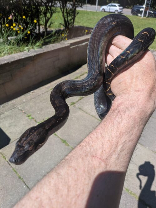 Boa Constrictor (bci)