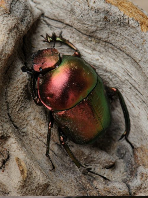 Plum Dung Beetle