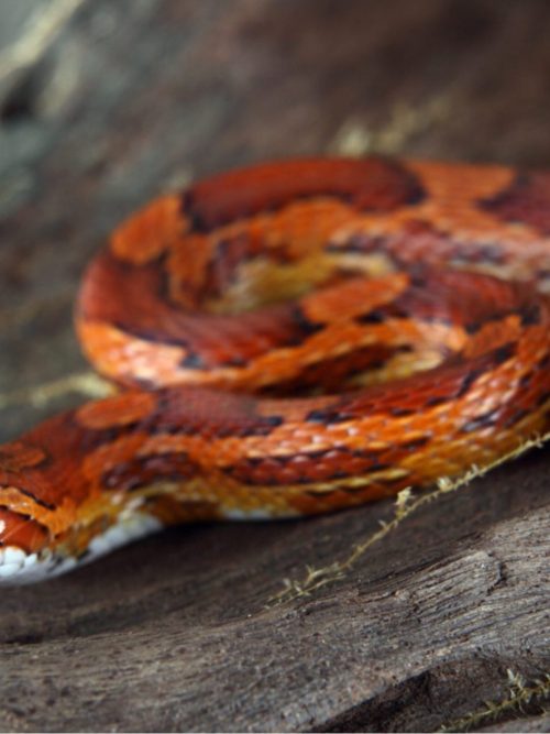 Corn Snakes